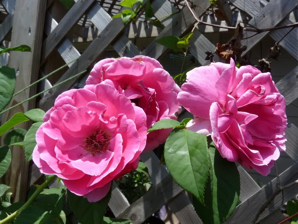  photo grandedame.jpg